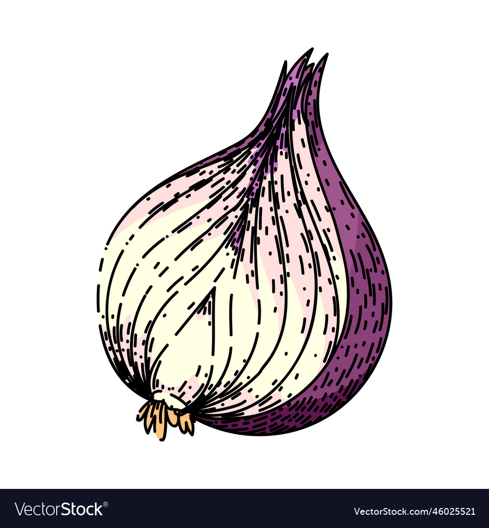 Onion red sketch hand drawn