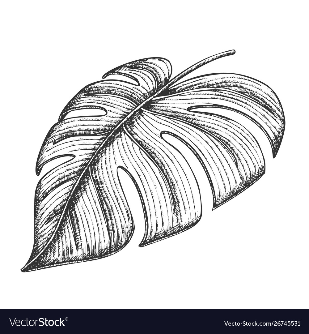 Monstera tropical exotic leaf hand drawn Vector Image