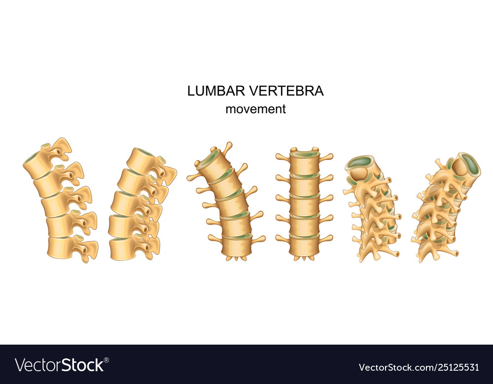 Movement in lumbar vertebrae Royalty Free Vector Image