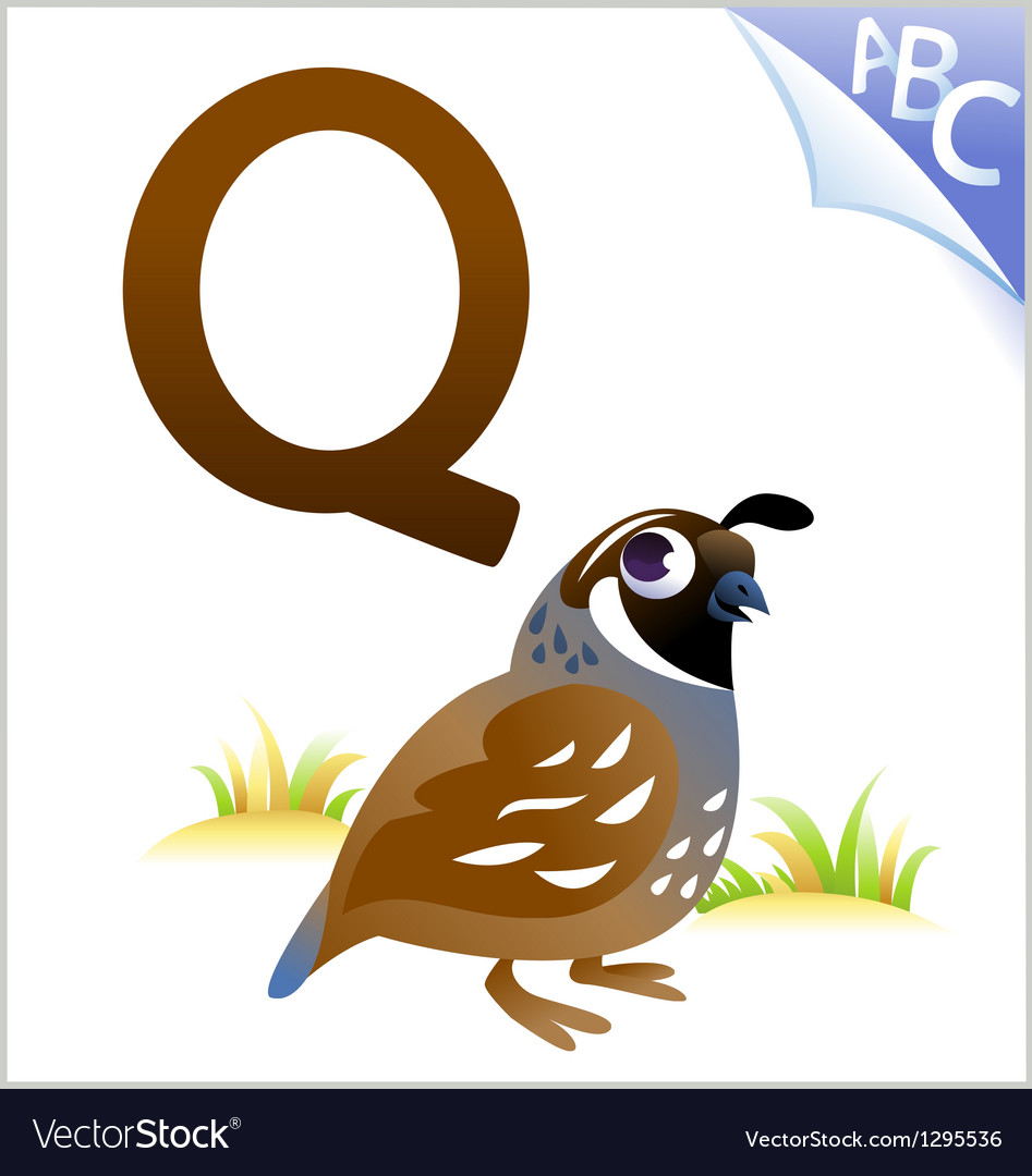 Download Animal alphabet for the kids Q for the Quail Vector Image