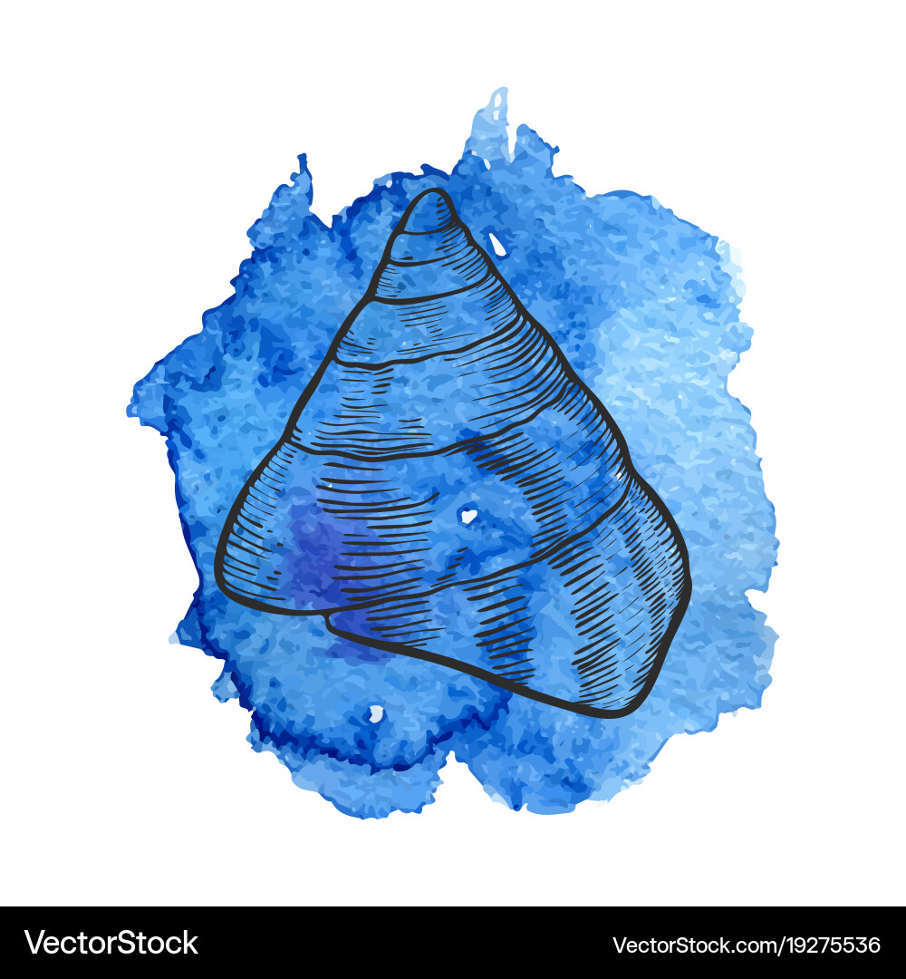 Hand drawn seashell Royalty Free Vector Image - VectorStock