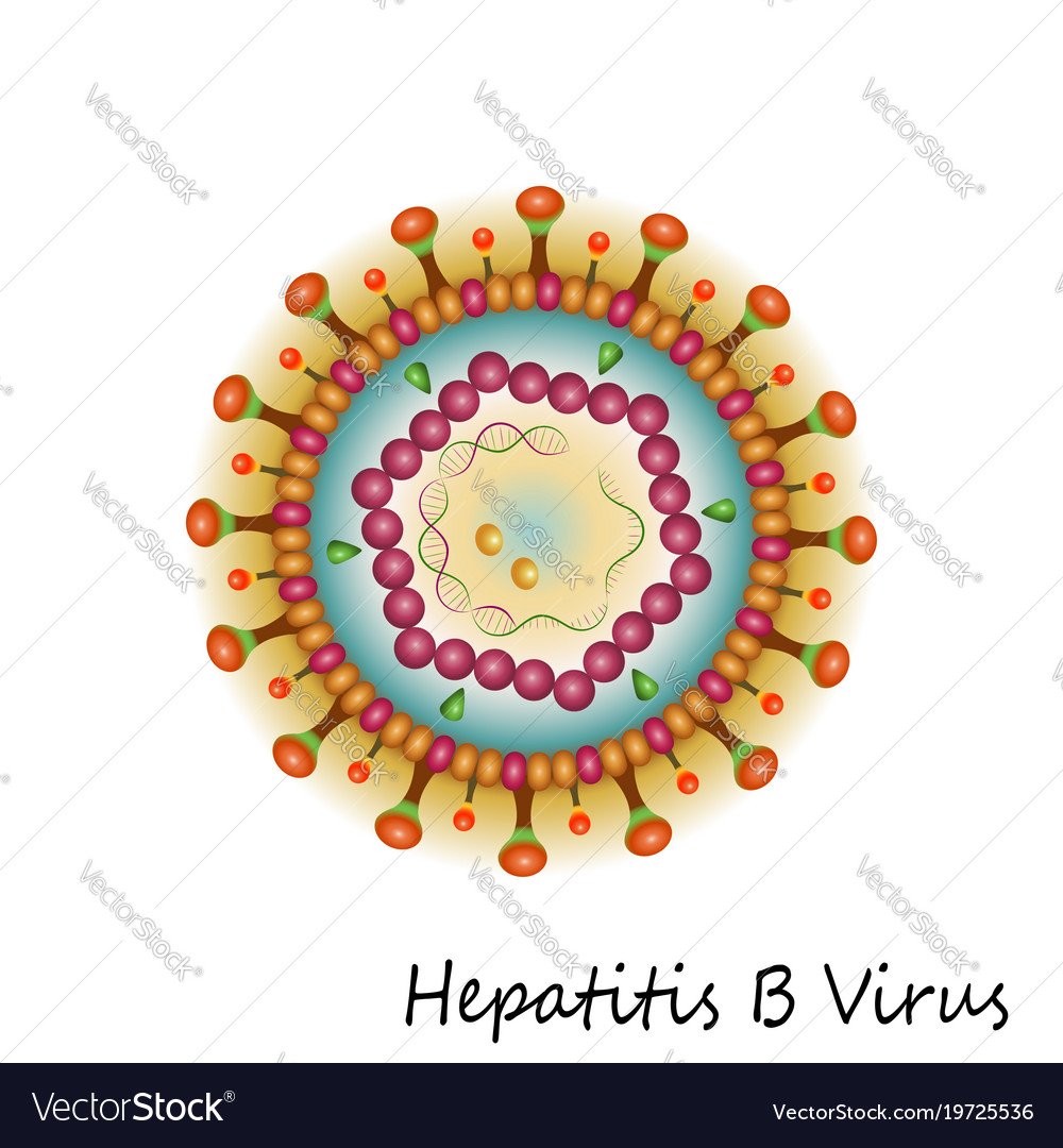 Hepatitis B Virus Particle