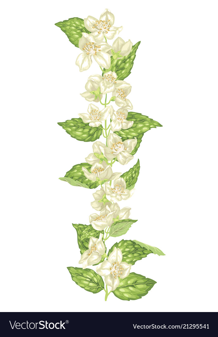 Jasmine decor element in vertical branch vector image Jasmine decor element in vertical branch