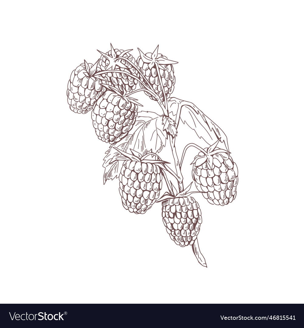 Outlined raspberry branch with berries and leaves vector image Outlined raspberry branch with berries and leaves