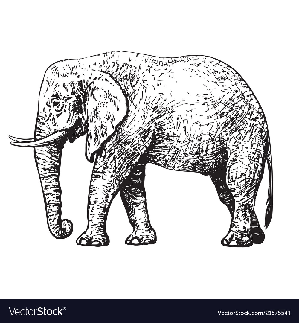 Sketch of walking african elephant style Vector Image