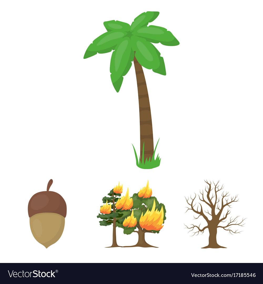 Burning tree palm acorn dry treeforest set