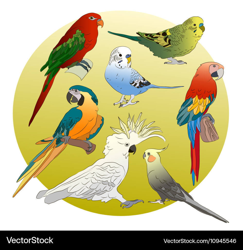Different parrots set Royalty Free Vector Image
