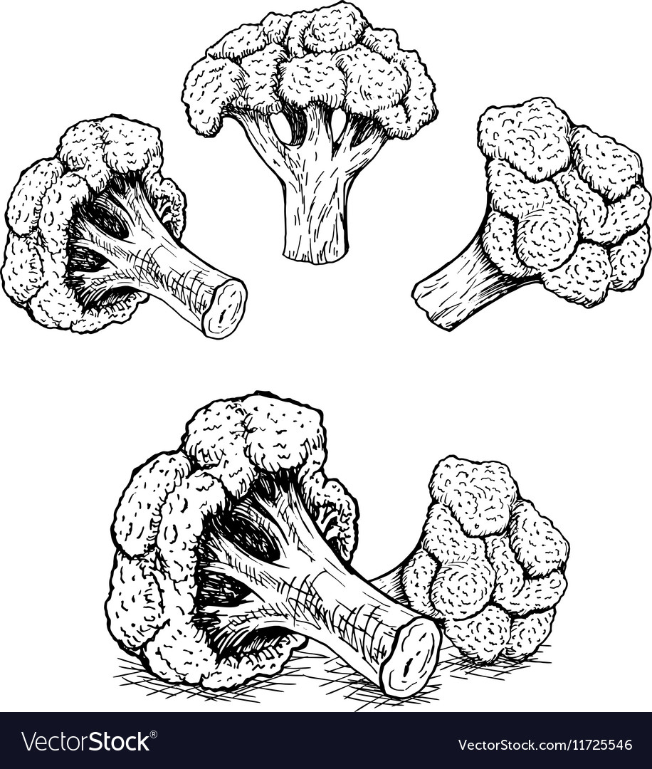 Hand Drawn Set Of Broccoli Sketch Royalty Free Vector Image 3642