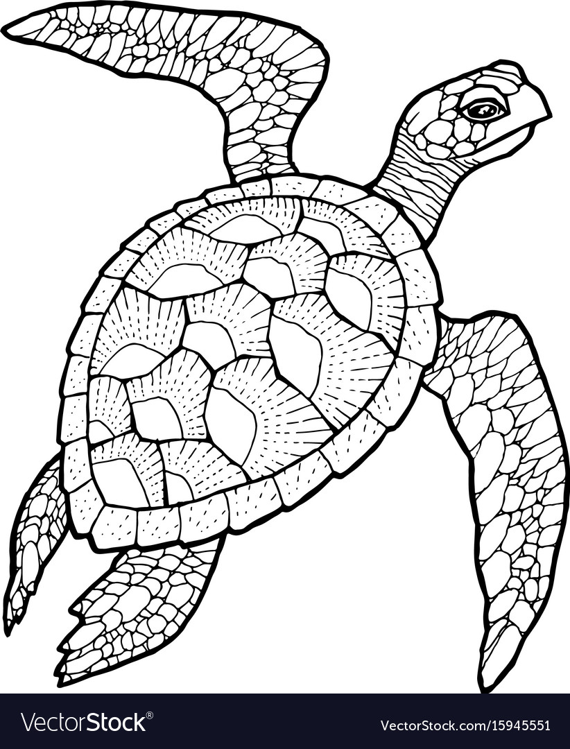 sea turtle sketch