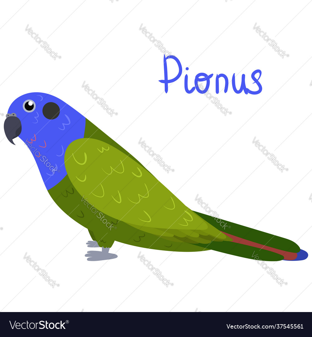 Pionus Papagei im Cartoon Stil auf weißem Hintergrund vector image Pionus Papagei im Cartoon Stil auf weißem Hintergrund