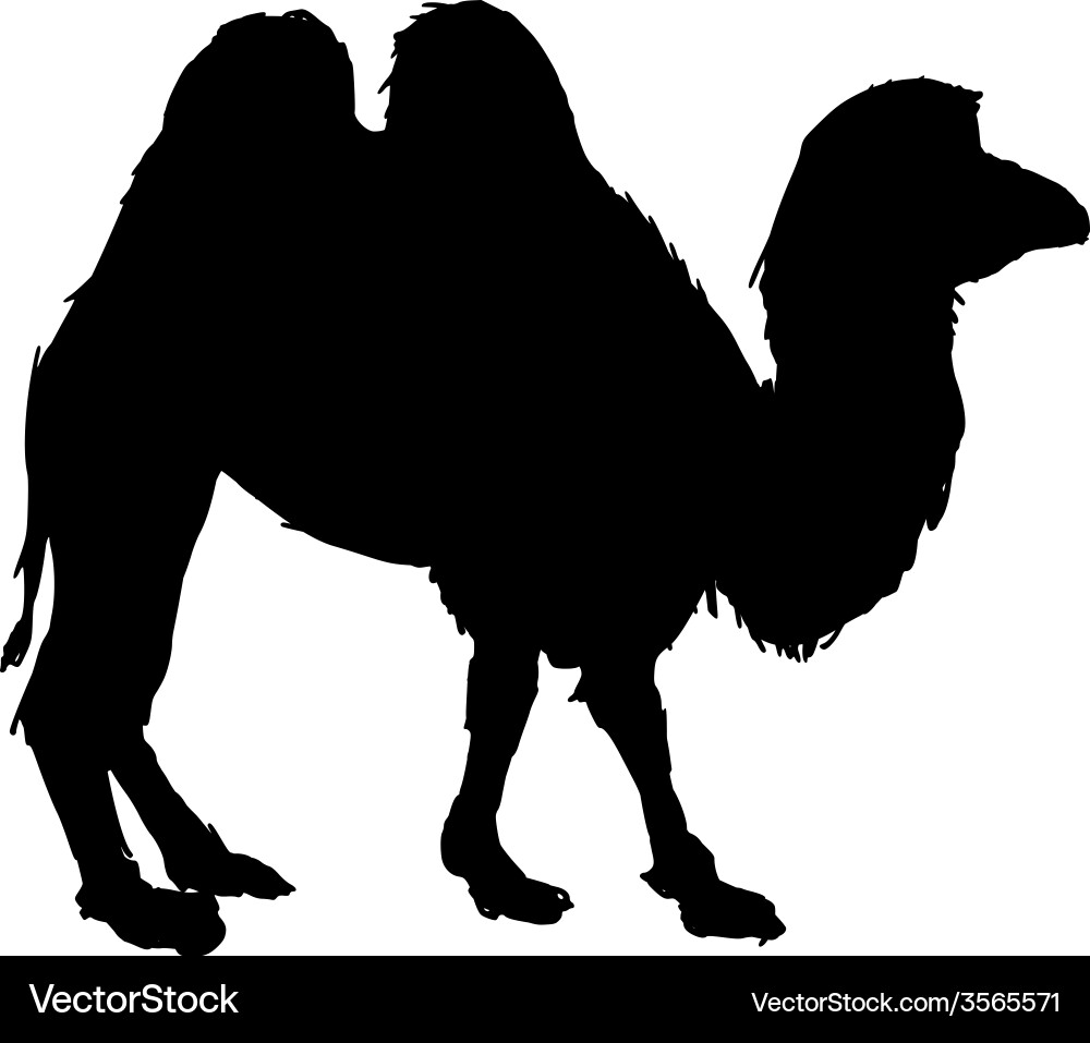 Camel Royalty Free Vector Image - VectorStock