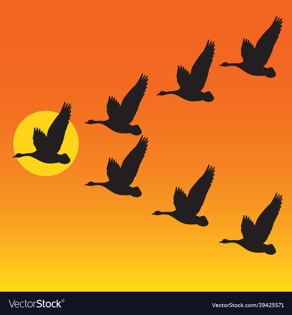 Flock of migrating geese flying in vee formation Vector Image