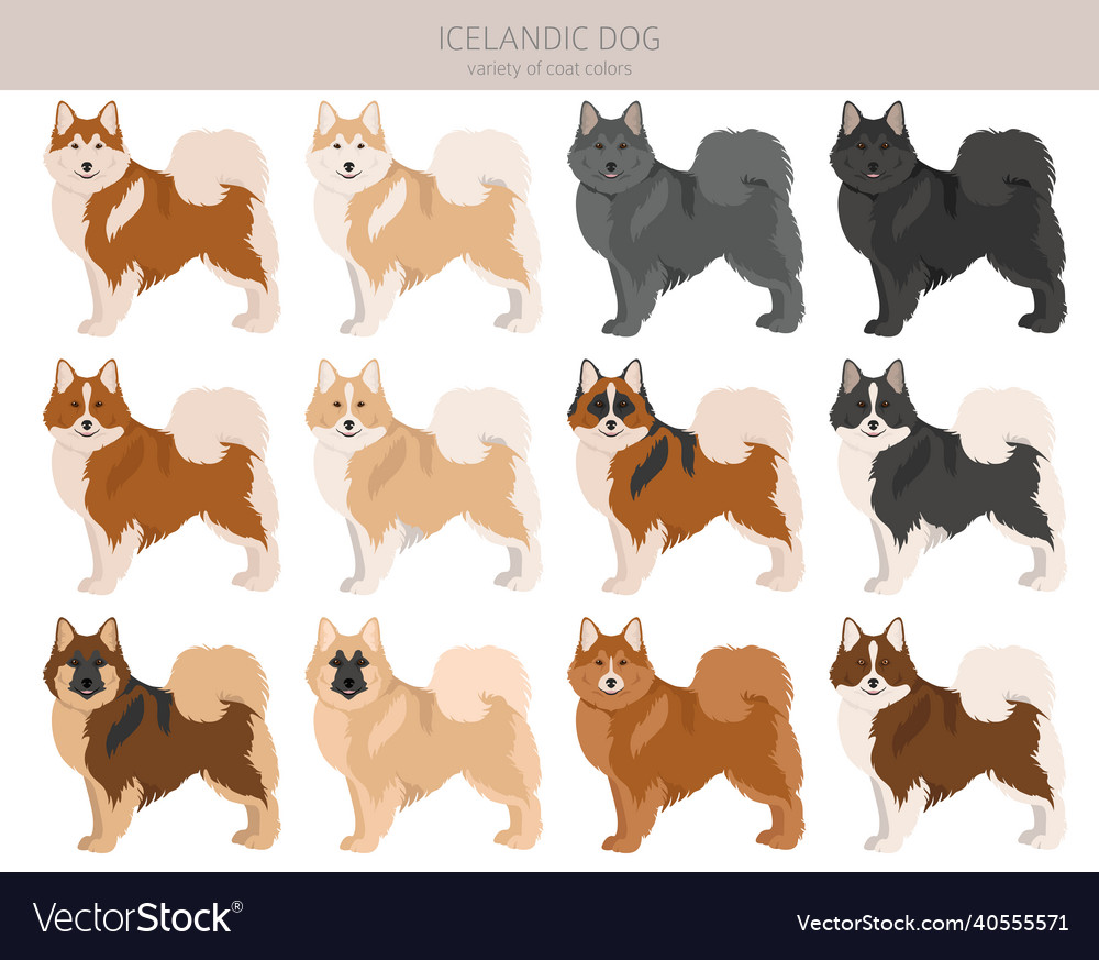 Icelandic dog clipart different poses coat colors Vector Image