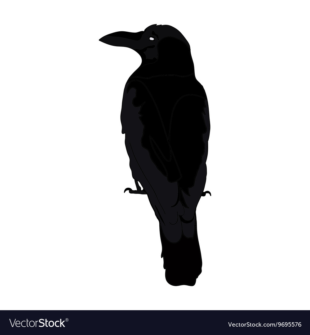 Silhouette of a crows in different