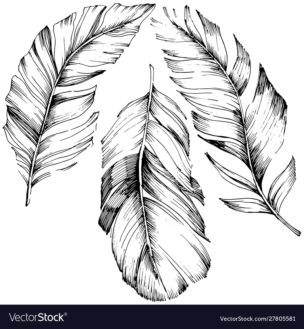 Bird feather from wing isolated