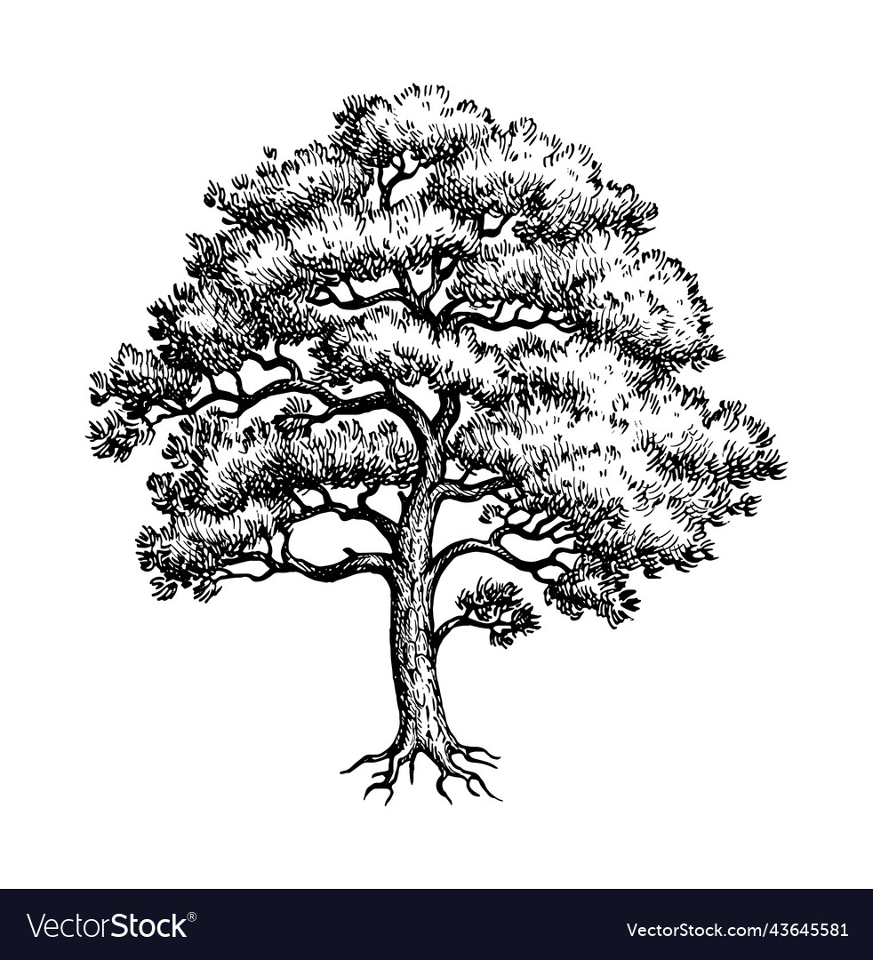 Scots pine ink sketch Royalty Free Vector Image