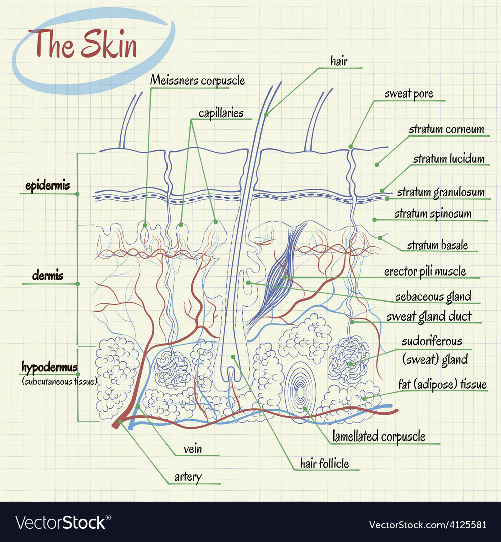 Skin anatomy