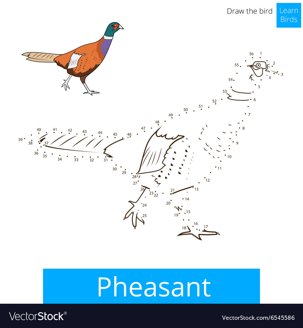 Pheasant bird learn to draw