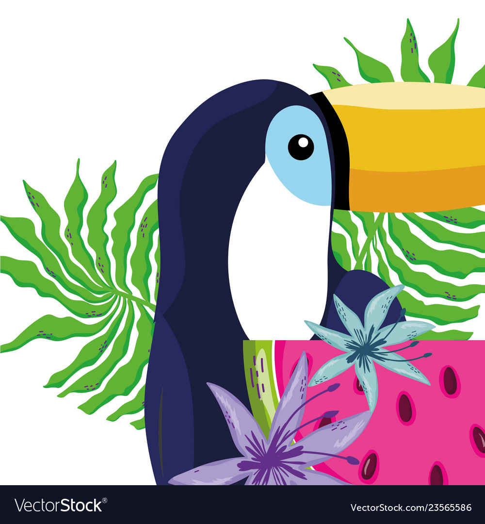 Tropical bird tucano cartoon