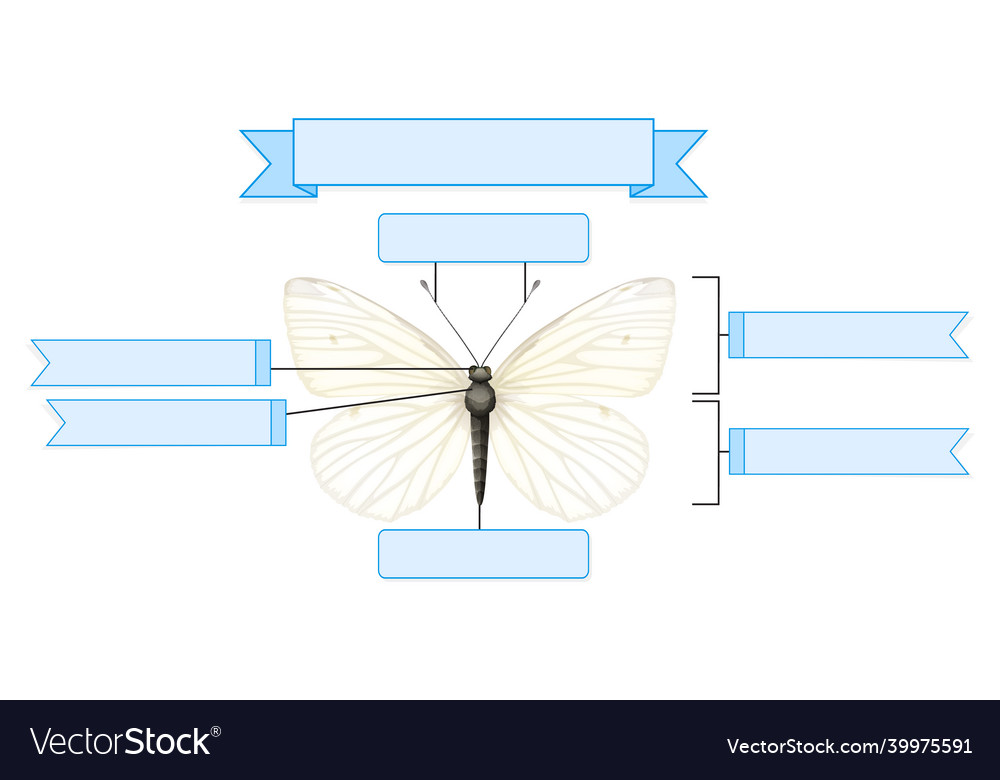 External anatomy of a butterfly worksheet Vector Image