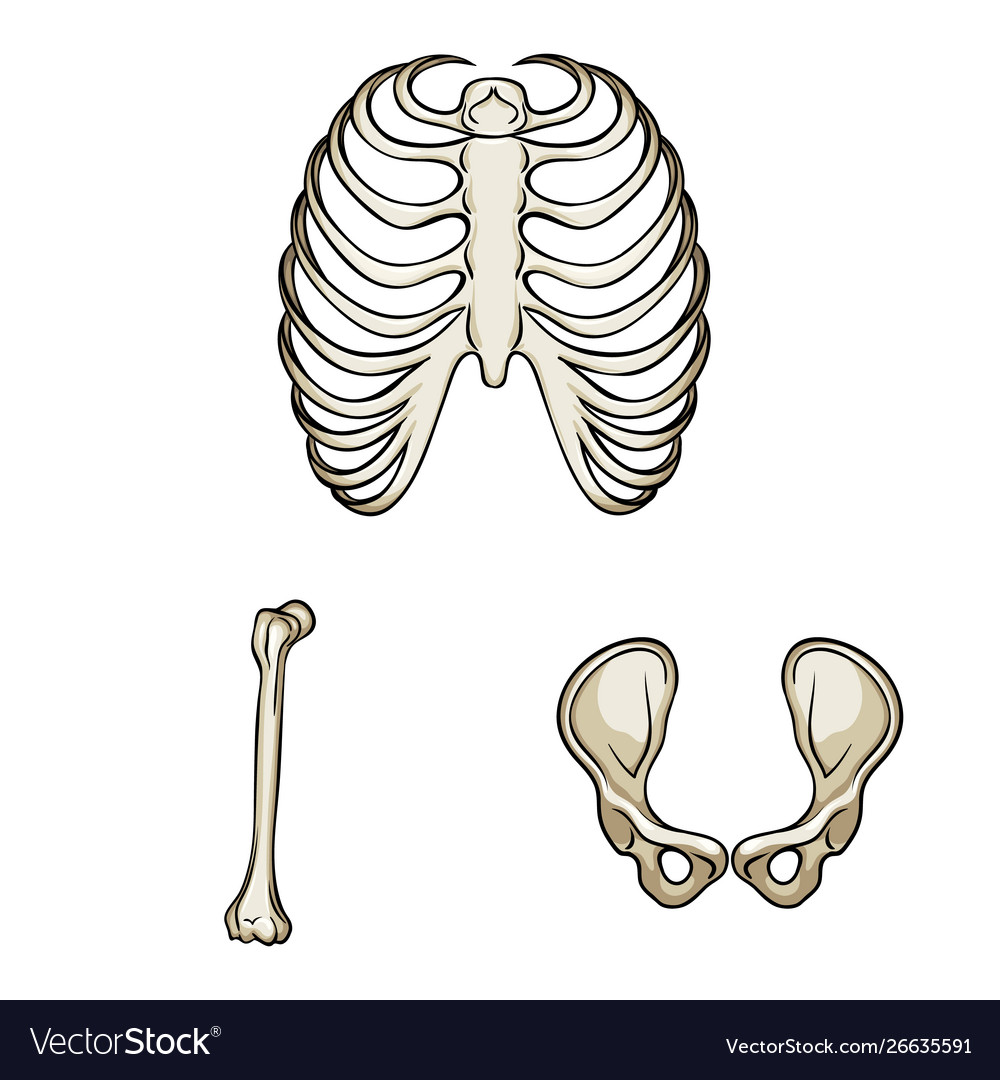 Isolated object bone and skeleton logo set