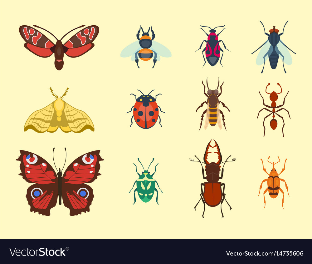 Colorful insects icons isolated wildlife wing