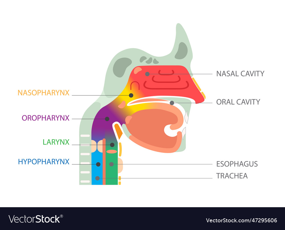 Health care educational information nasal Vector Image