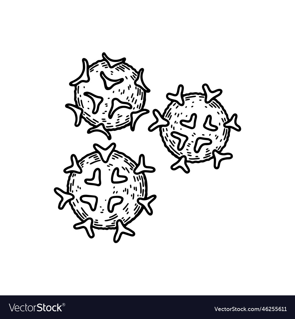 Lymphocytes white blood cells isolated Royalty Free Vector