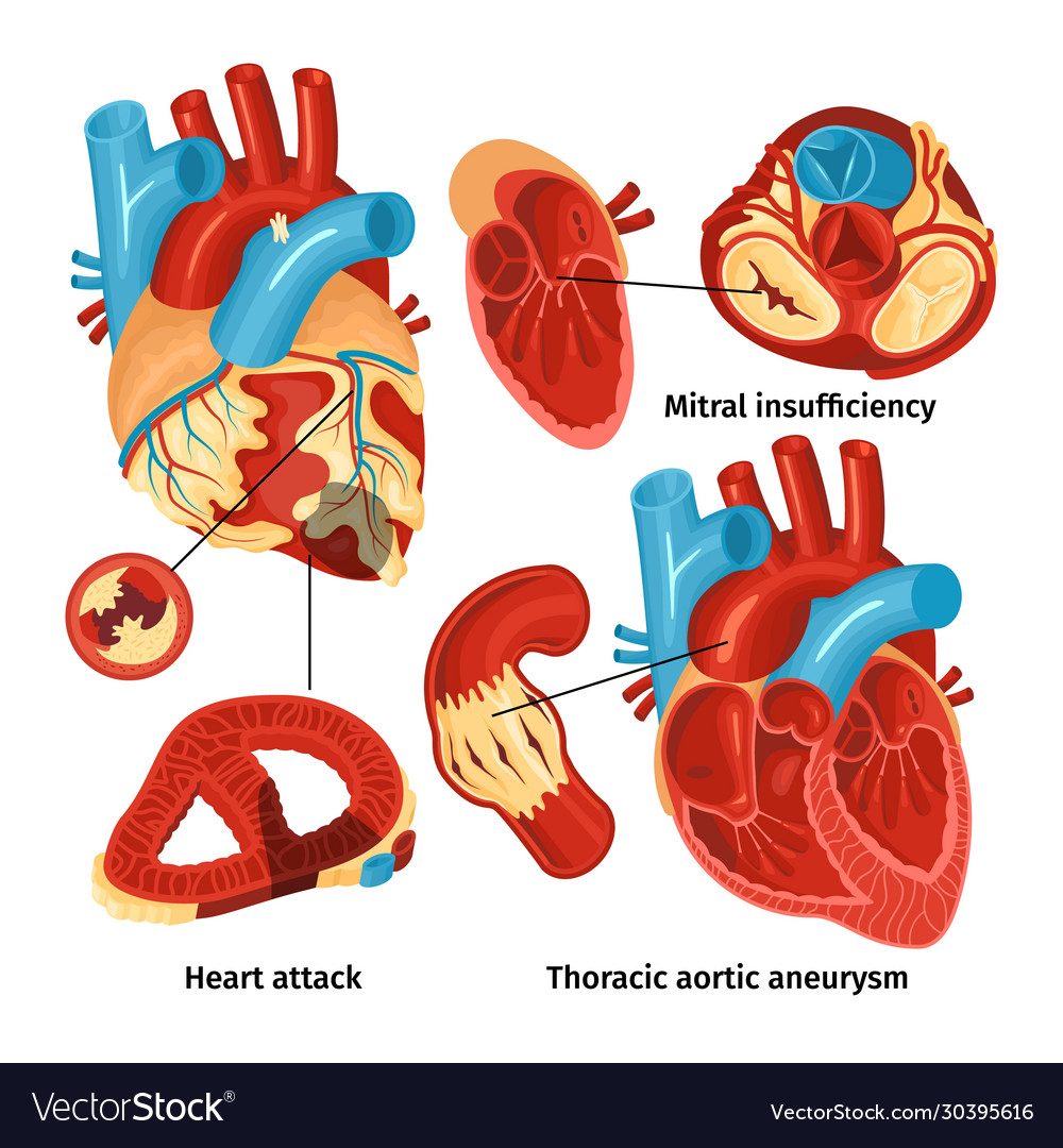 Heart anatomy set Royalty Free Vector Image - VectorStock