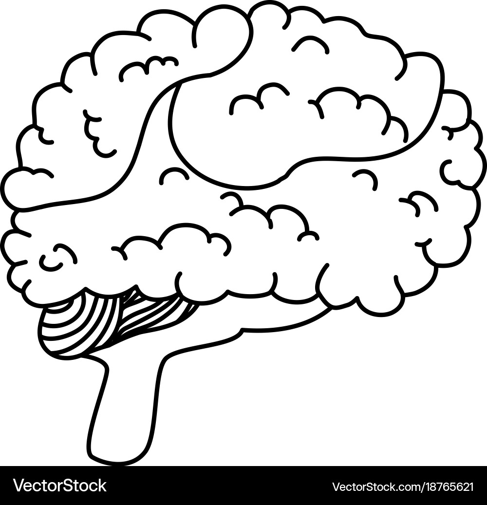 Brain human isolated icon Royalty Free Vector Image