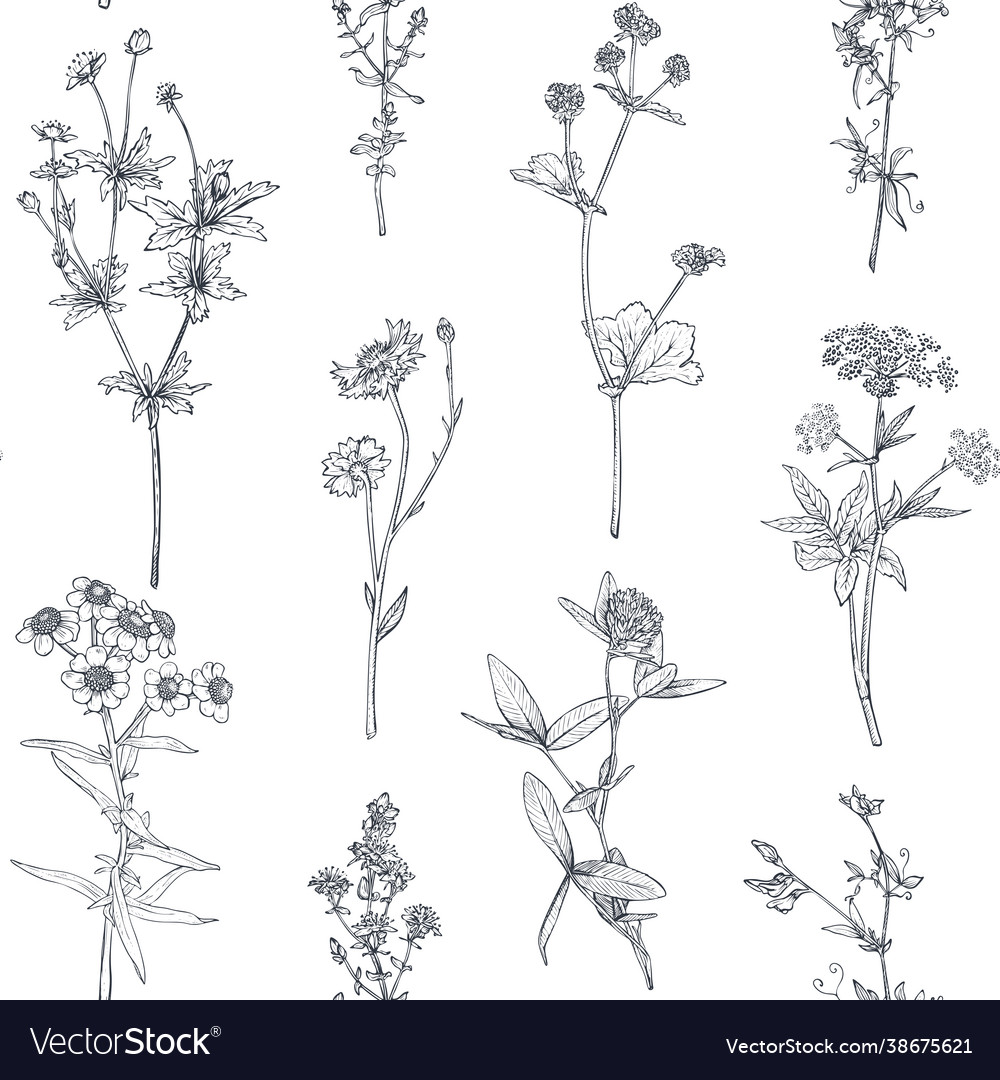 Seamless pattern with hand drawn herbs Royalty Free Vector