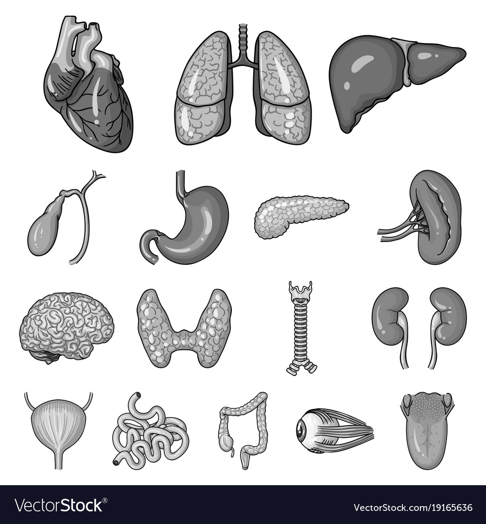 menschliche Organe monochrome Icons in Set-Sammlung