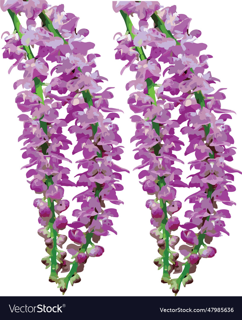 Kapou flower-fox tail orchid kopou phool Vector Image