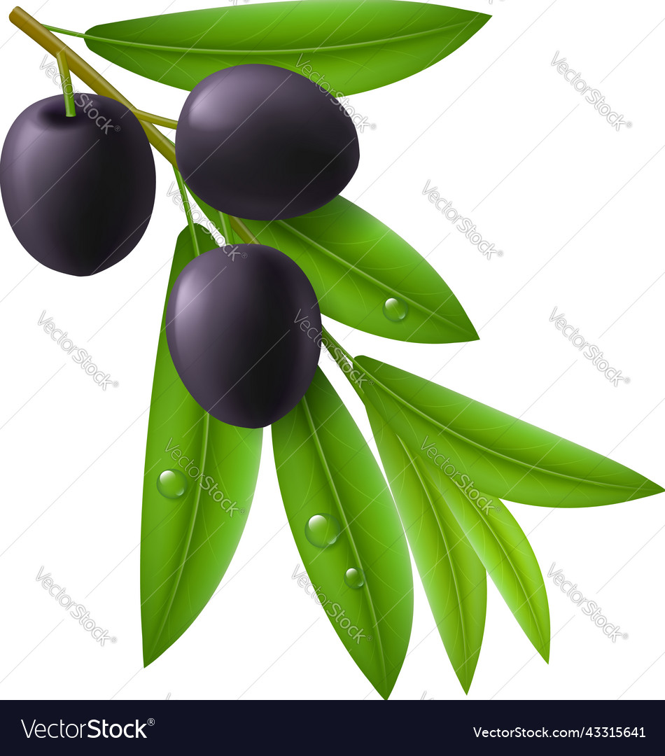 Olives On White Stock Photo - Download Image Now - Olive - Fruit