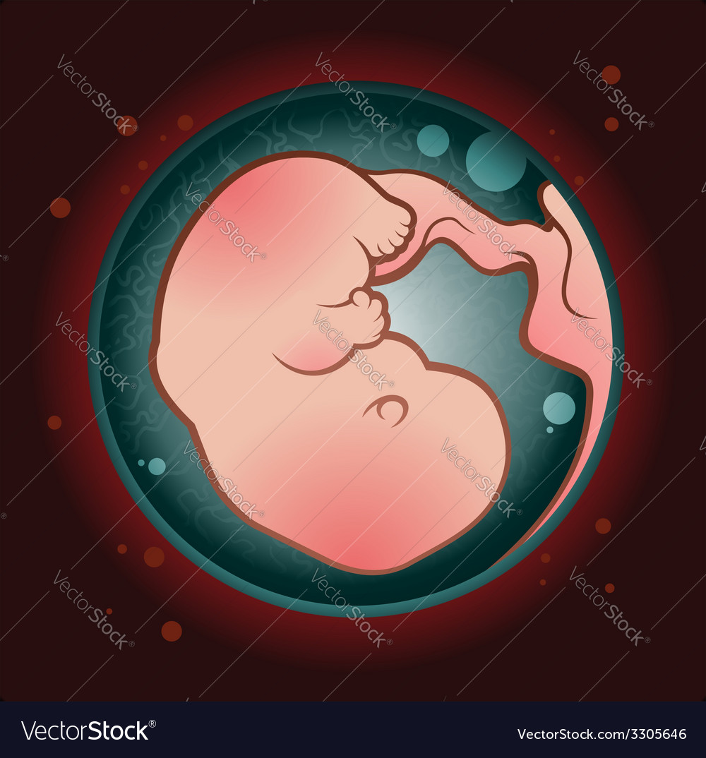 Human Fetus Cartoon Royalty Free Vector Image - VectorStock