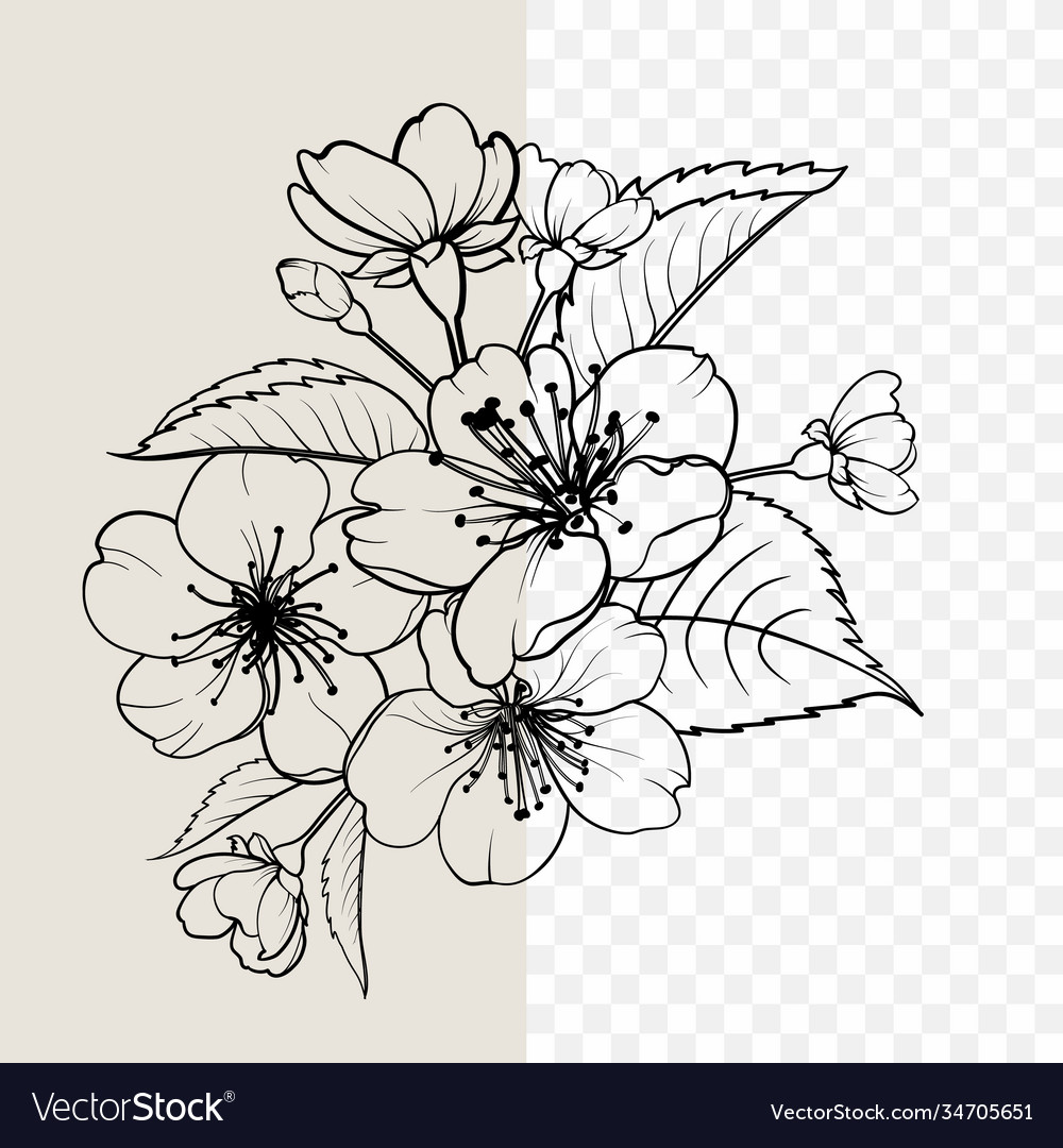 Hand drawn design elements sakura flowers Vector Image