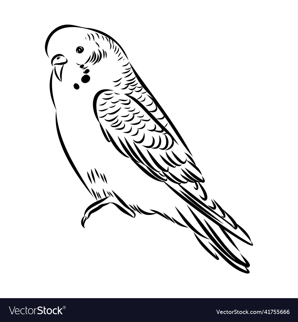 A cute budgie sits on perch sketch for design