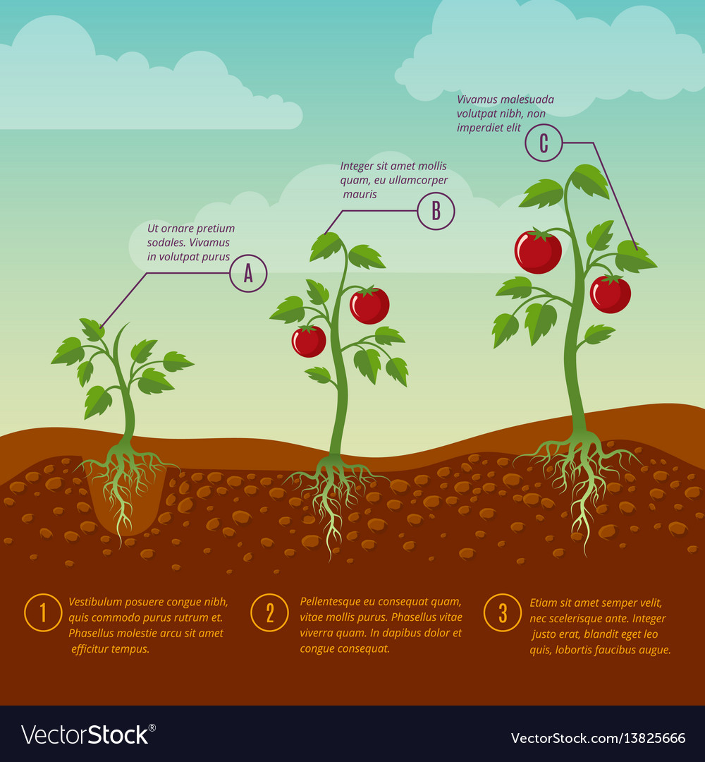 Tomatoes Growth And Planting Stages Flat Vector Image 