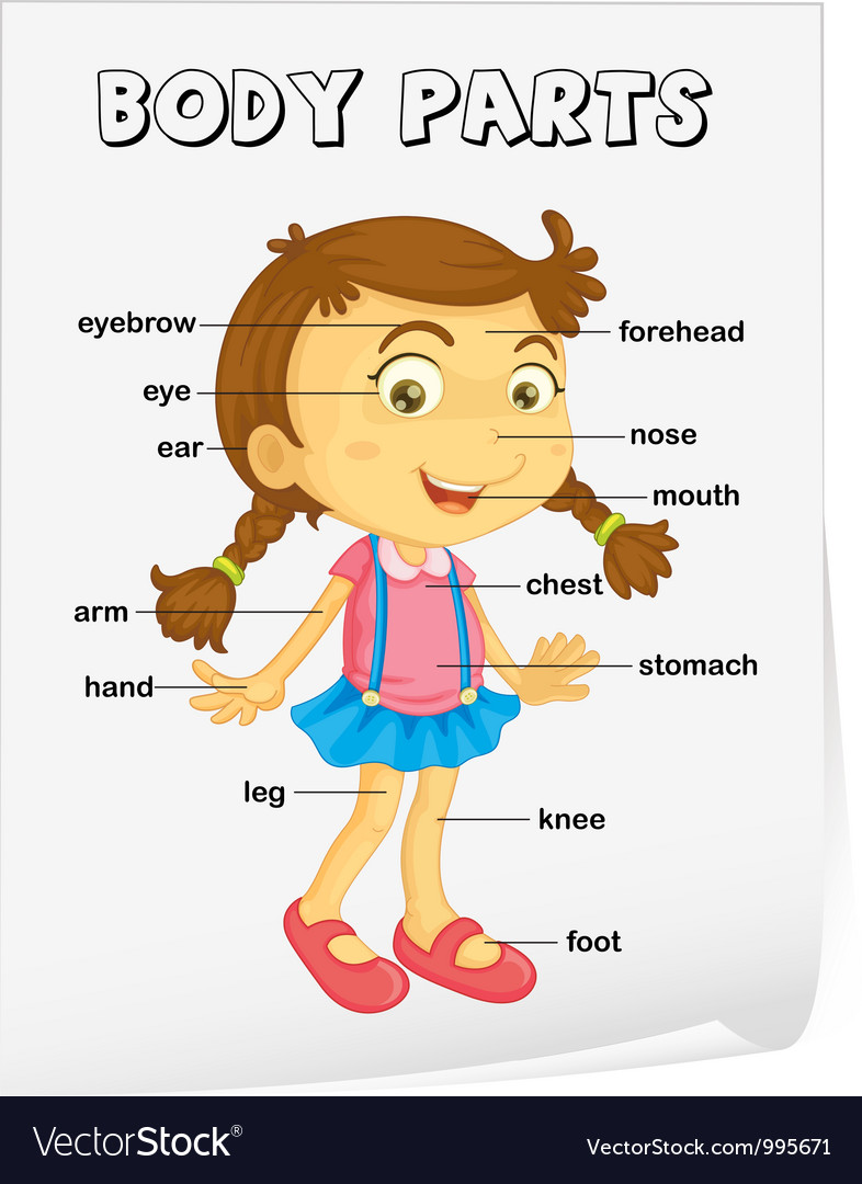 Body Parts Diagram Human Body Diagram Tims Printables