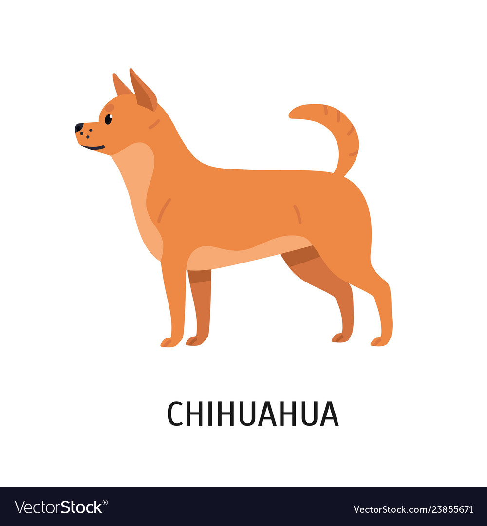 Chihuahua Adorable Small Purebred Toy Dog Or Vector Image