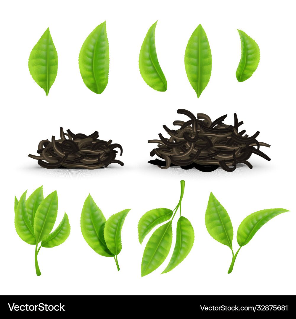 Set green or black tea leaves realistic Royalty Free Vector