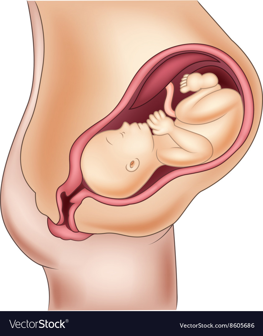 images Pregnant Baby In Womb Cartoon vectorstock