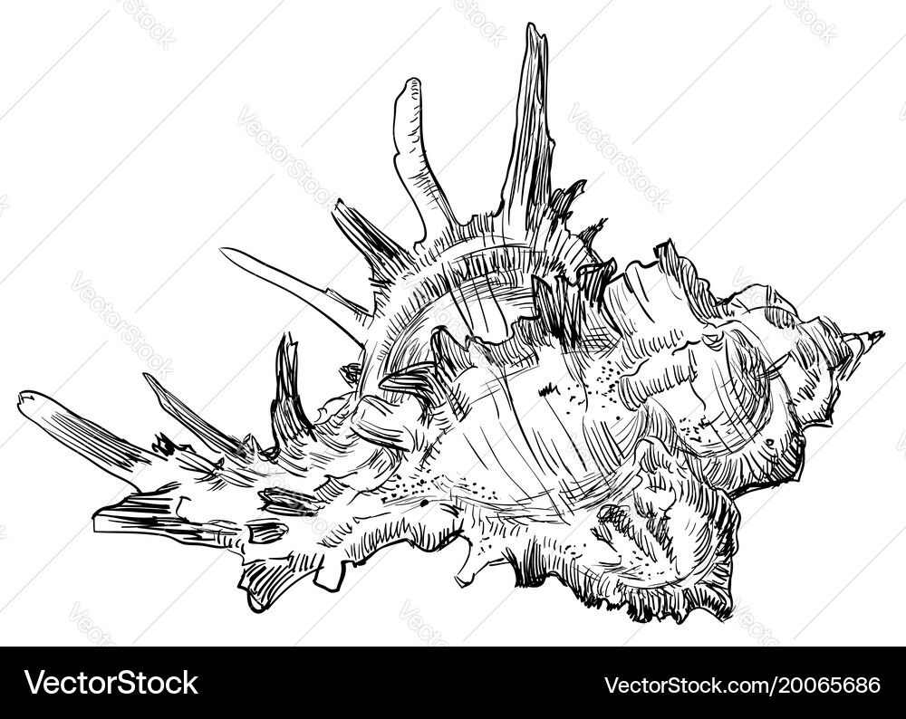 Hand drawing seashell-27 Royalty Free Vector Image