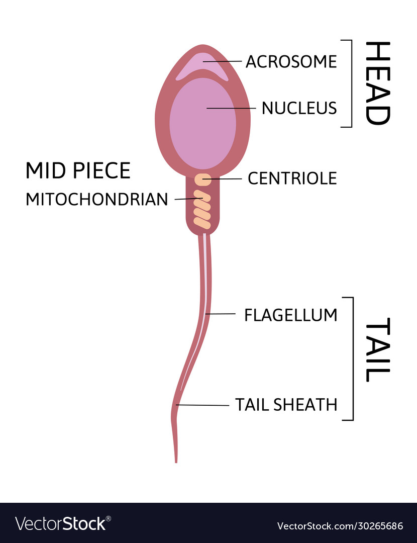 human sperm cell