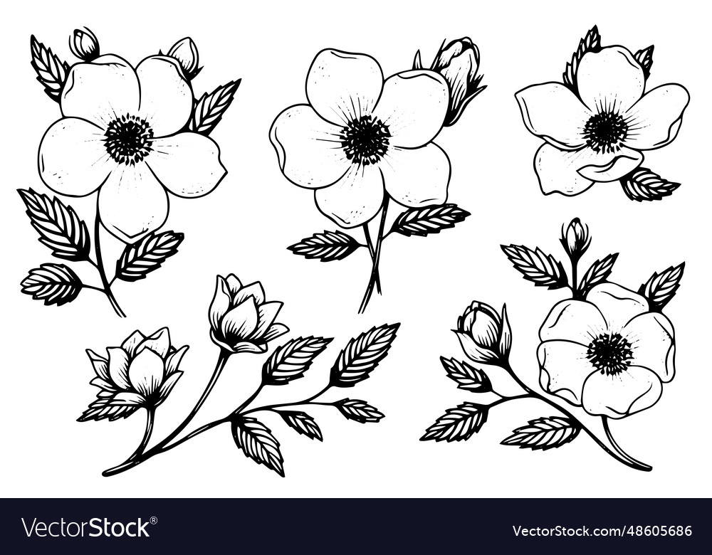 Rosa canina Blume Hand gezeichnete Tinte Skizze vector image Rosa canina Blume Hand gezeichnete Tinte Skizze