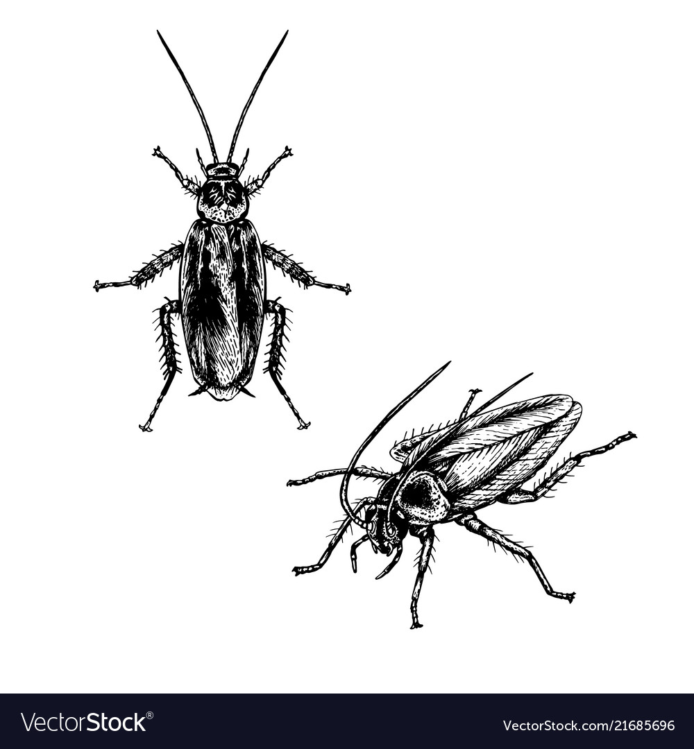 Hand drawn set of cockroach realistic sketches