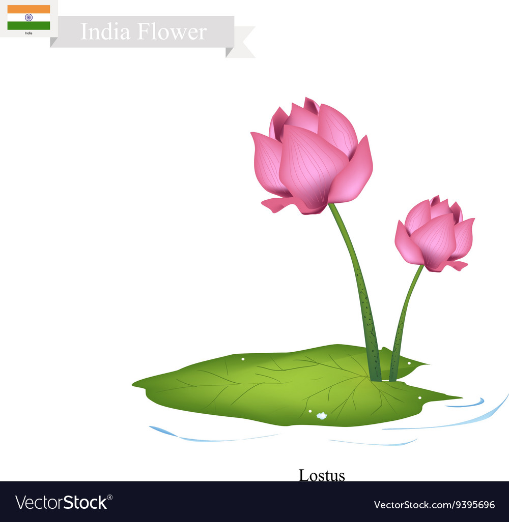 lotus-the-national-flower-of-india