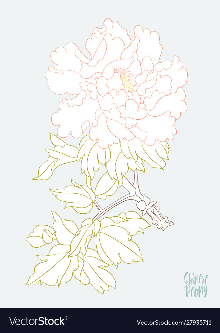 Peony tree branch with flowers Royalty Free Vector Image