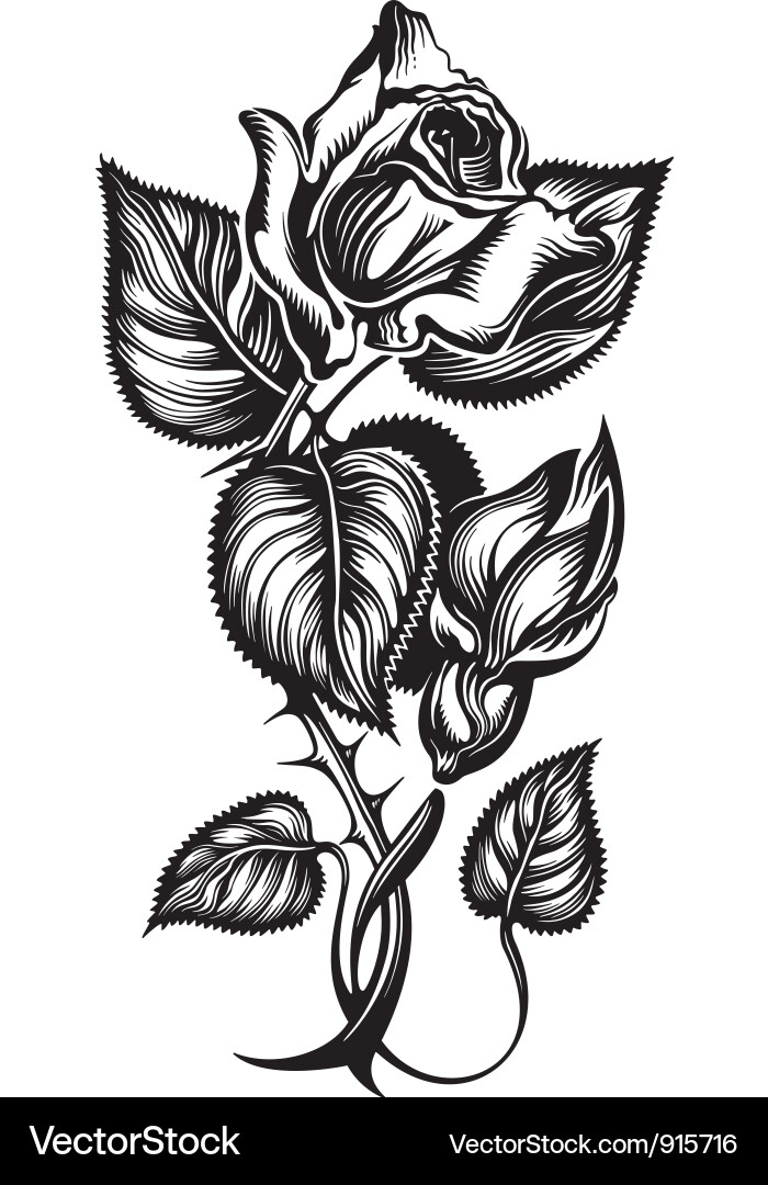 Rose Royalty Free Vector Image - VectorStock