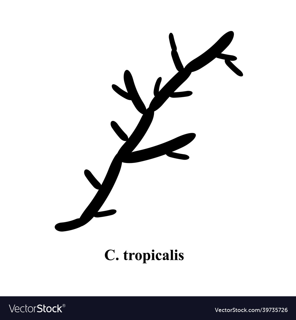 C tropischeis candida pathogene Hefepilze